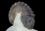 Pair Of Enrolled Morocops Trilobites - Foum Zguid, Morocco #68757-5